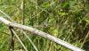 Orthetrum cancellatum