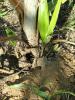 214492 – Photo : Bernard Perthuis – Guyane française