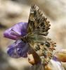 214747 – Photo : Bernard Mallet – France (95)