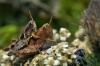 214585 – Photo : Bartolome Joseph – France (42)