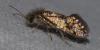 214658 – Photo : Matthias Colin – France (30)