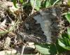 214791 – Photo : Denis Poirier – France (74)