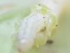 214031 – Photo : Goulven Guillard – France (63)