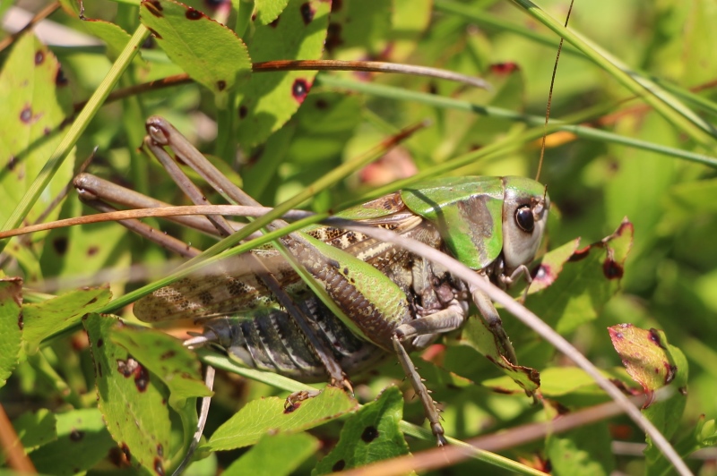 Mickaël Villemagne - Decticus verrucivorus verrucivorus - réf. 214681 (800 x 532 pixels, 203 ko)