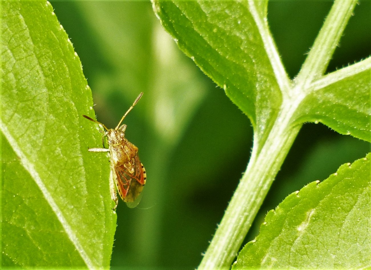 Sandor31 - Stictopleurus (abutilon-pictus) - réf. 214716 (1300 x 948 pixels, 207 ko)