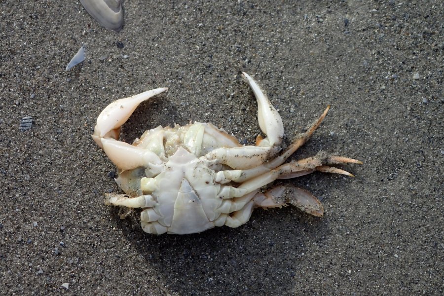 V. de Mazancourt - Liocarcinus holsatus - réf. 214315 (900 x 600 pixels, 189 ko)