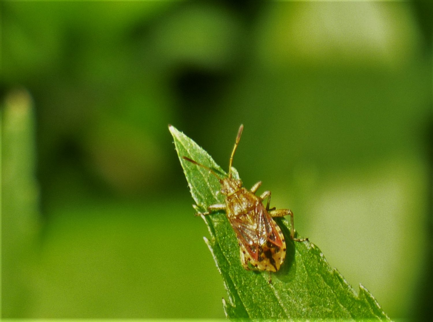 Sandor31 - Stictopleurus (abutilon-pictus) - réf. 214925 (1500 x 1116 pixels, 199 ko)