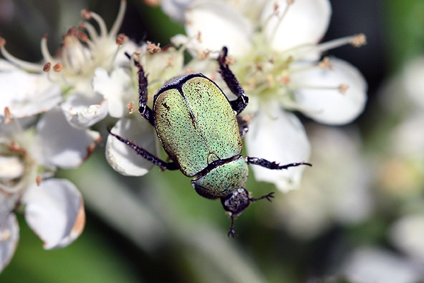 Vincent Derreumaux - Hoplia (Hoplia) argentea - réf. 214395 (600 x 400 pixels, 103 ko)