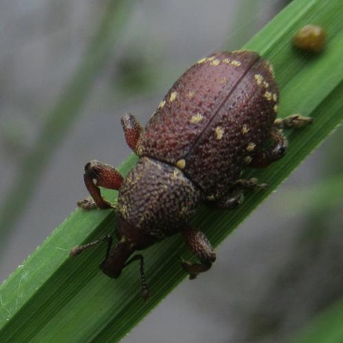 Réf. 215 783 : Hylobius transversovittatus