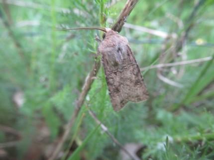 Réf. 215 784 : Agrotis segetum