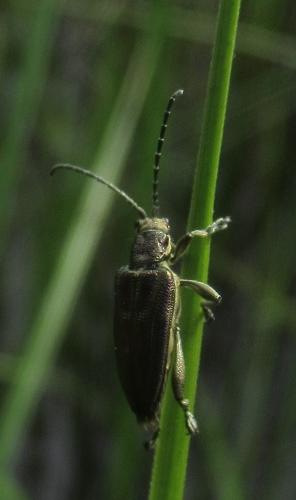 Donaciinae