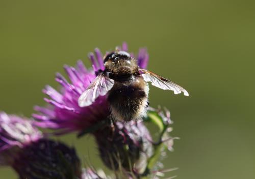 Volucella bombylans