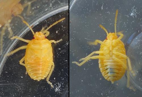 Réf. 215 130 : Eurydema ventralis