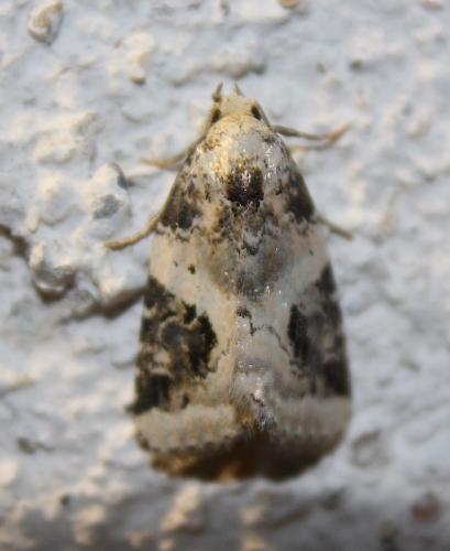 Réf. 215 276 : Pseudeustrotia candidula
