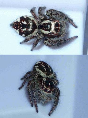 Carrhotus sp.