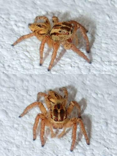 Réf. 215 860 : Carrhotus sp.