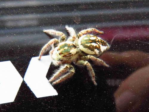 Carrhotus sp.