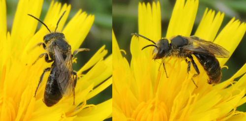 Lasioglossum sp.