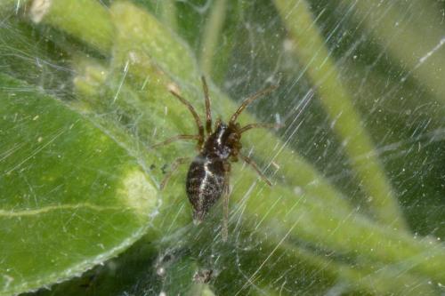 Réf. 215 352 : Allagelena gracilens