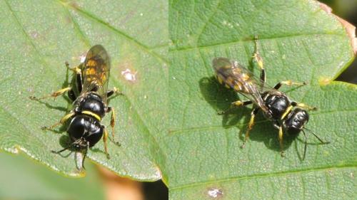 Réf. 215 250 : Crossocerus sp.