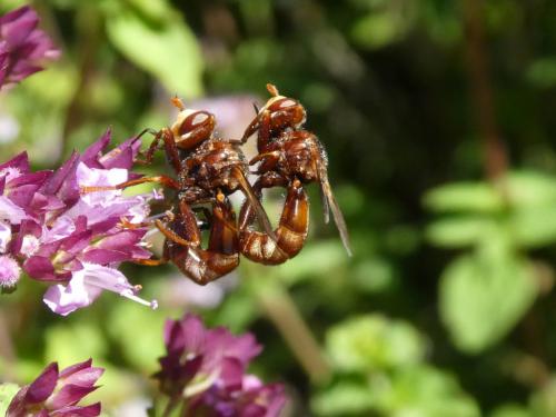 Réf. 215 287 : Sicus ferrugineus