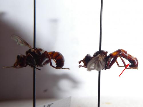 Sicus ferrugineus