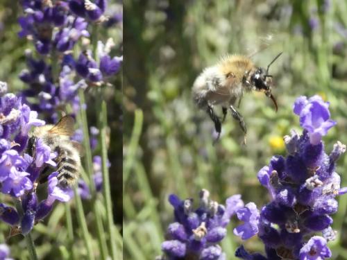 Réf. 215 401 : Bombus pascuorum