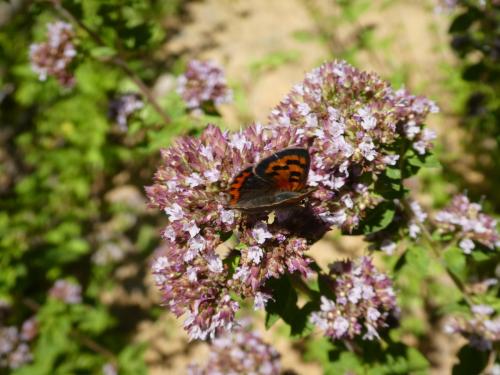 Lycaena phlaeas