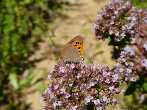 Lycaena phlaeas