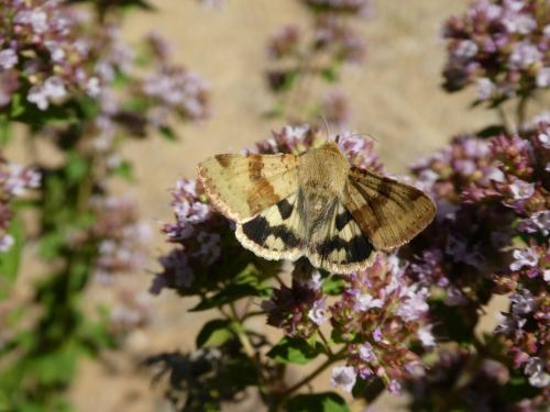 Réf. 215 303 : Heliothis viriplaca