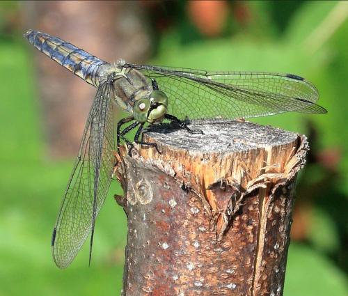 Orthetrum cancellatum