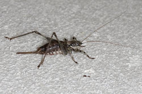 Réf. 215 065 : Antaxius pedestris