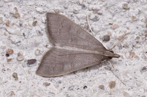Réf. 215 683 : Mecyna asinalis