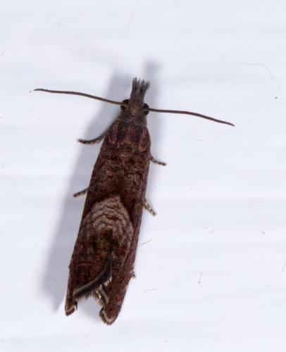 Réf. 215 856 : Dichrorampha sp.