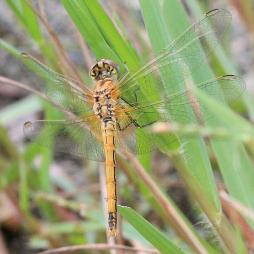 Sympetrum fonscolombii