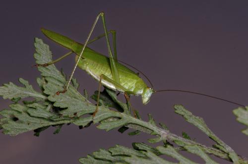 Réf. 215 544 : Phaneroptera falcata