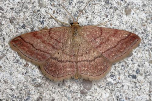 Réf. 215 195 : Scopula rubiginata