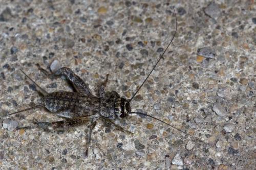 Eumodicogryllus bordigalensis bordigalensis