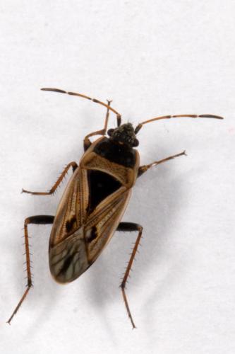 Réf. 215 603 : Xanthochilus quadratus