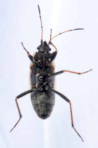 Réf. 215 604 : Xanthochilus quadratus