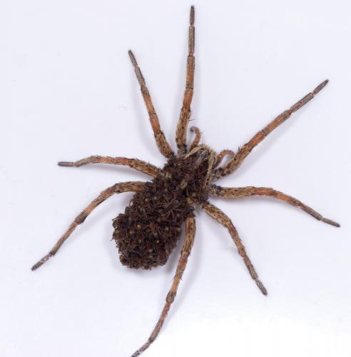 Hogna radiata