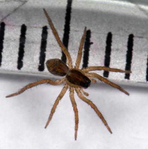 Hogna radiata
