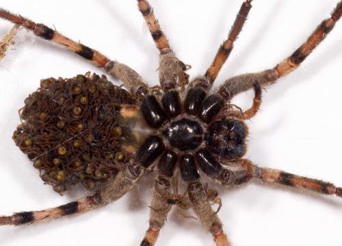 Hogna radiata