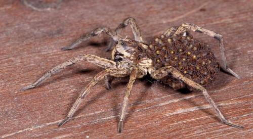 Hogna radiata
