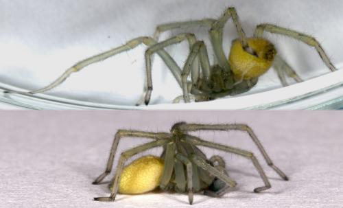 Réf. 215 737 : Cheiracanthium mildei