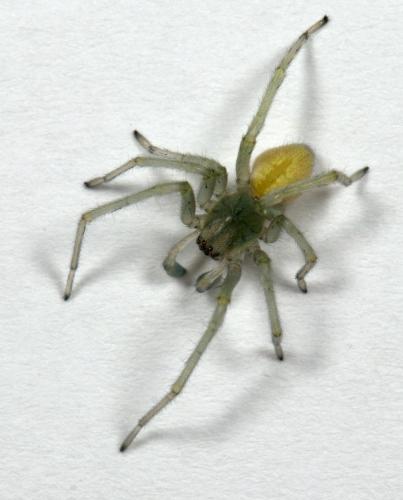 Réf. 215 735 : Cheiracanthium mildei