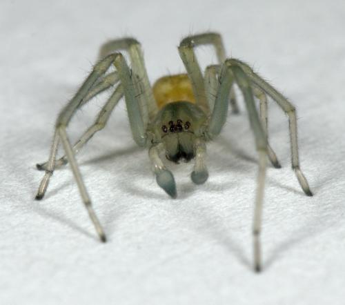 Réf. 215 736 : Cheiracanthium mildei