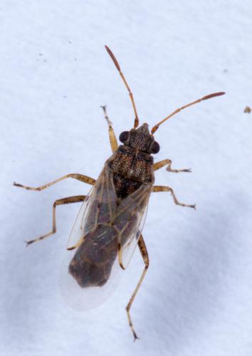 Réf. 215 687 : Nysius sp.