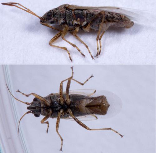 Réf. 215 688 : Nysius sp.