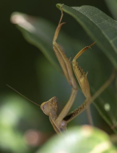 Mantis religiosa